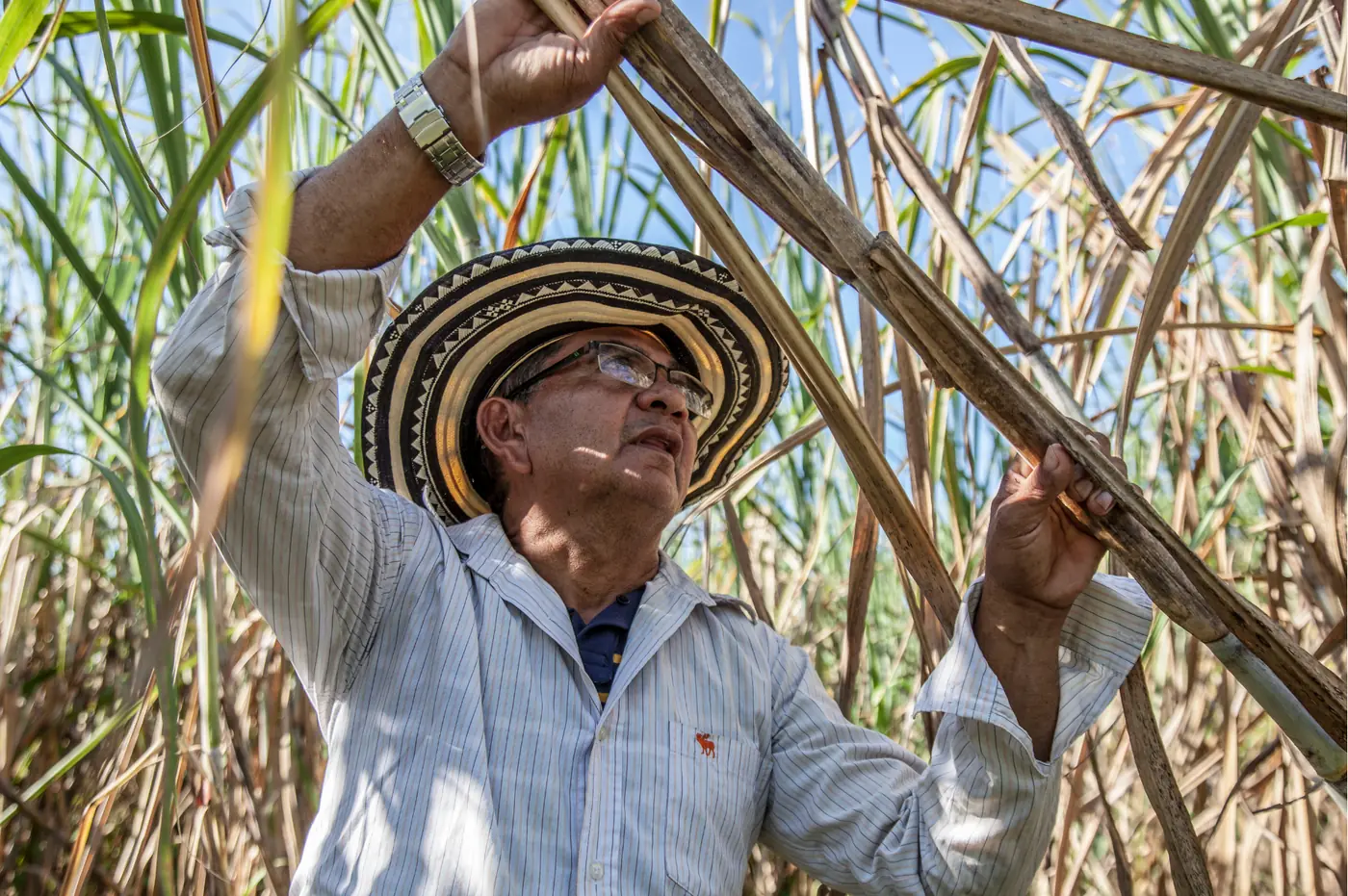 Campesino colombiano con sombrero vueltiao revisando los tallos de caña en su cultivo